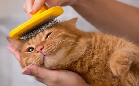 Why San Diego Pet Owners Trust VIP Grooming Studios for the Best Cat and Dog Care