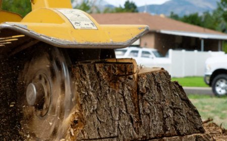 Stump Grinding: The Ultimate Guide to Removing Tree Stumps the Smart Way