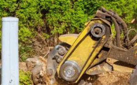 Stump Grinding: The Smart Way to Finish Tree Removal