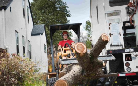 The Complete Guide to Tree Services: Everything You Need to Know