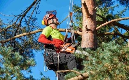 The Ultimate Guide to Tree Care Services: Keep Your Trees Healthy and Thriving