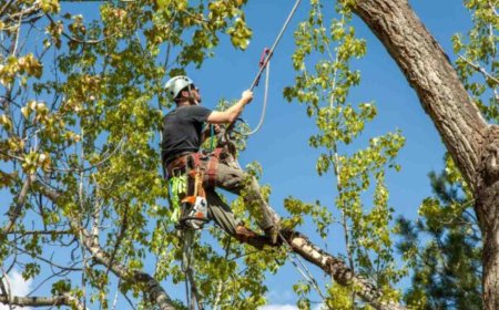 Tree Service: Everything You Need to Know for Healthy, Safe, and Beautiful Trees