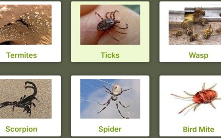 Pest Control Rockingham: Say Goodbye to Unwanted Guests