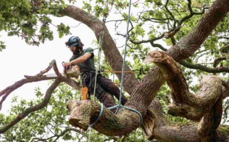 Emergency Tree Removal: What to Do When Trees Turn Dangerous