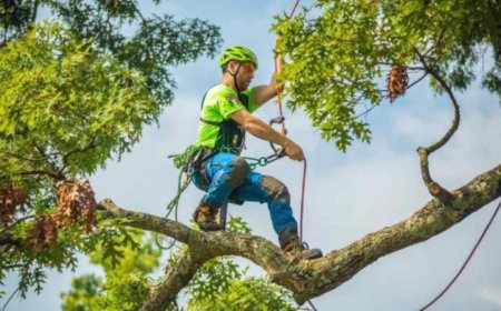 Emergency Tree Removal: What You Need to Know Before and After the Storm