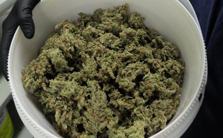 How to Score the Best Bulk Cannabis Deals in 2025