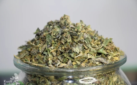 Where to Buy Weed Shake Online: Top Dispensaries and Deals