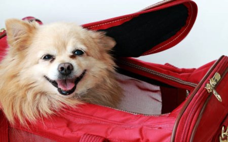 Why Every Pet Owner Needs a Dog Travel Suitcase for Stress-Free Adventures