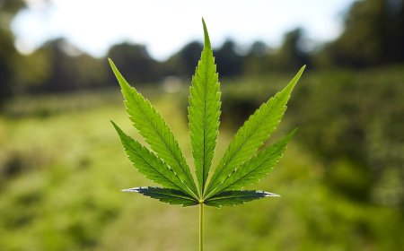 Why Cannabis Is Reshaping Wellness, Culture, and Modern Retail