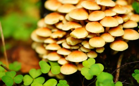 Maximize Your Mushroom Yield with These Cost-Effective Growing Supplies