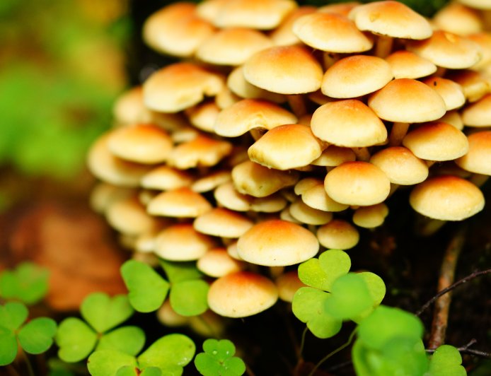 Maximize Your Mushroom Yield with These Cost-Effective Growing Supplies