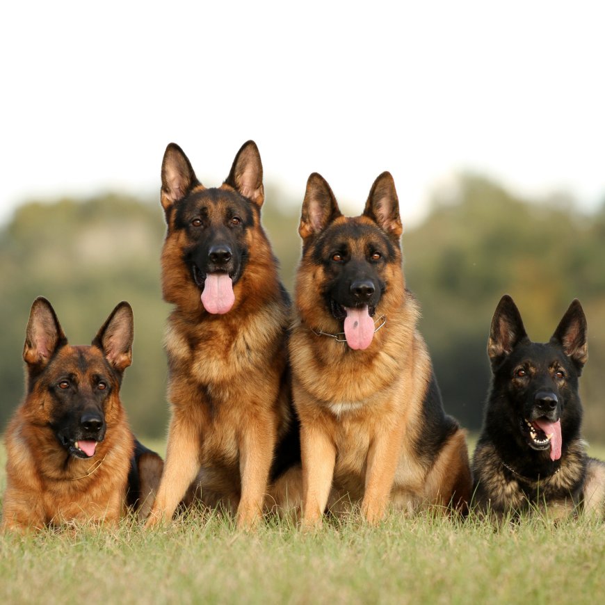 Long-Haired German Shepherds | Majestic & Beautiful Companions
